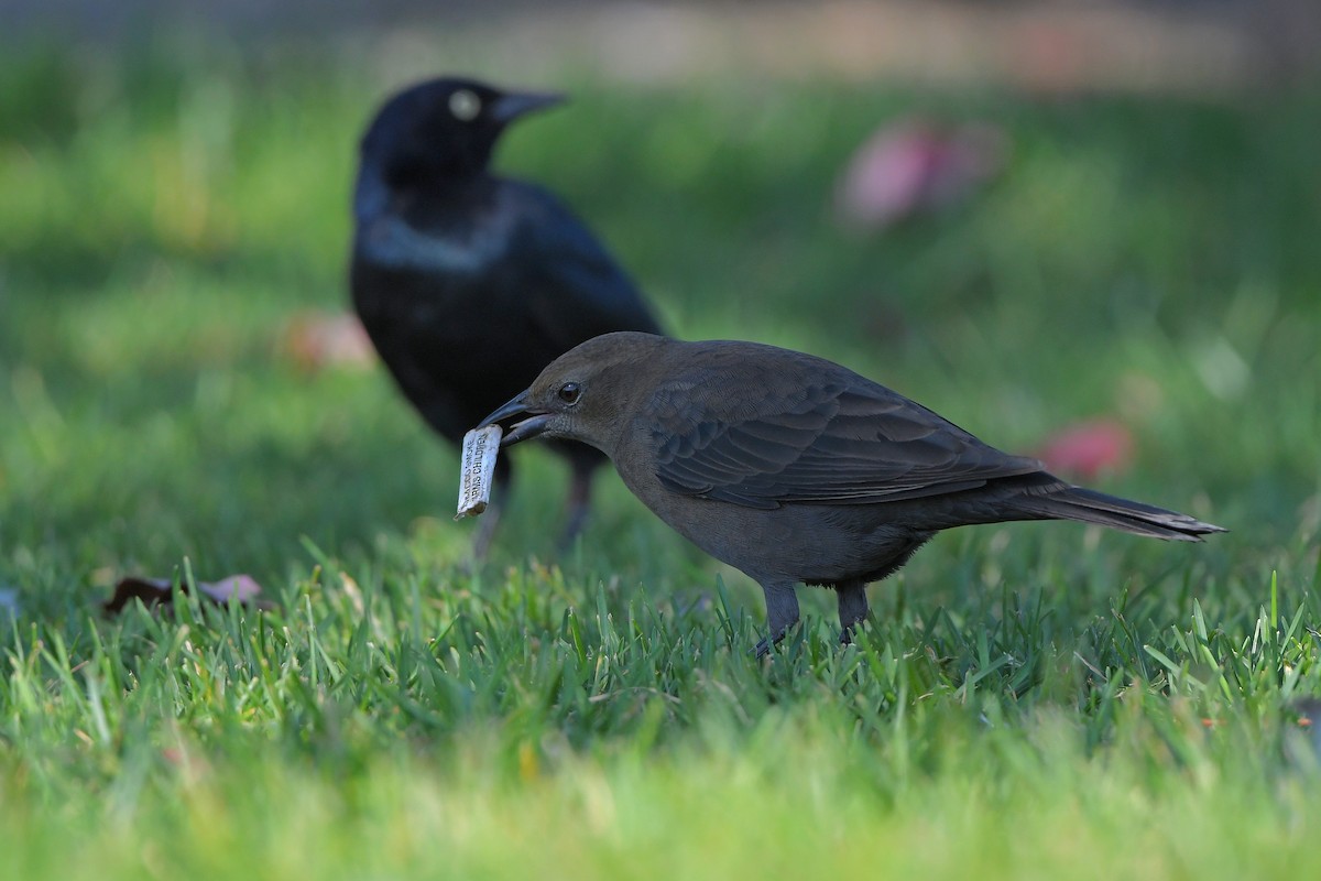 Brewer's Blackbird - ML644366539