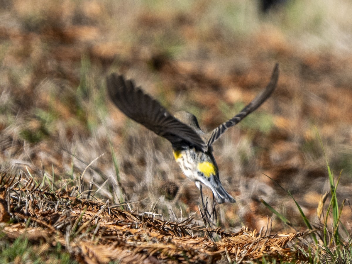 Taçlı Ötleğen - ML644366542