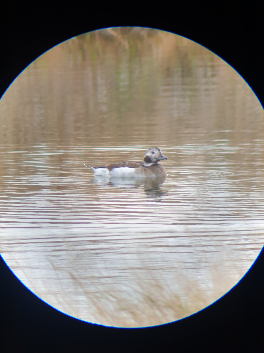 Long-tailed Duck - ML644366545