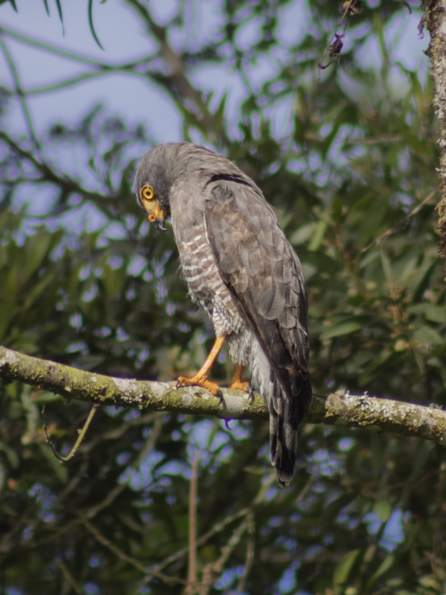 Yol Şahini - ML644366547