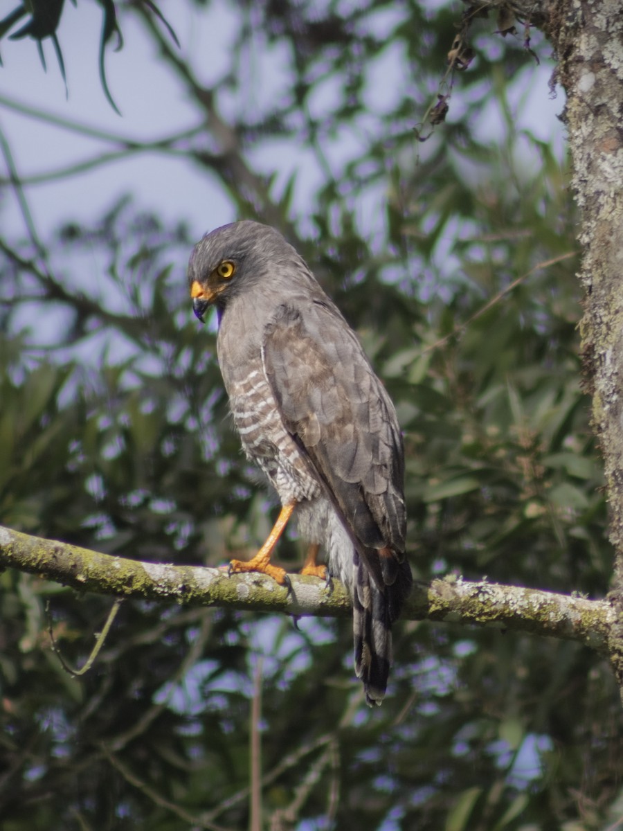 Yol Şahini - ML644366548