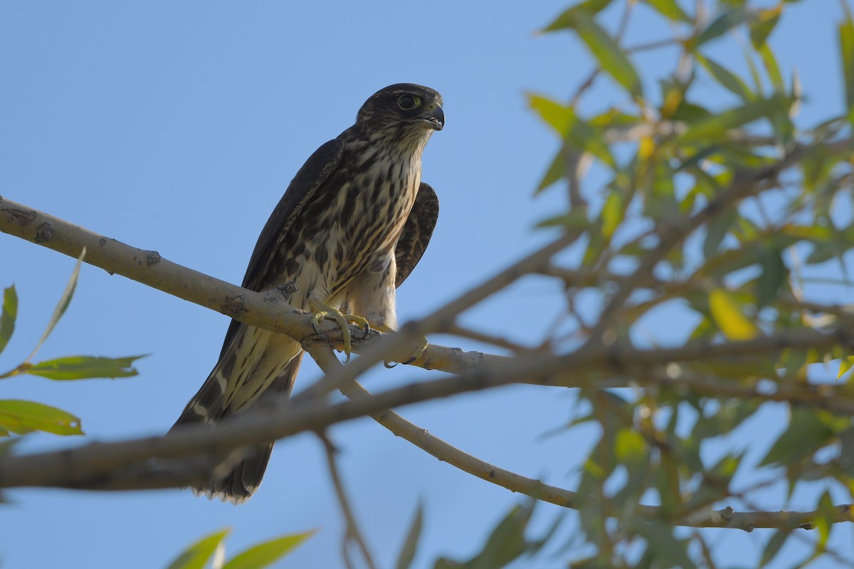 Merlin - ML644366549