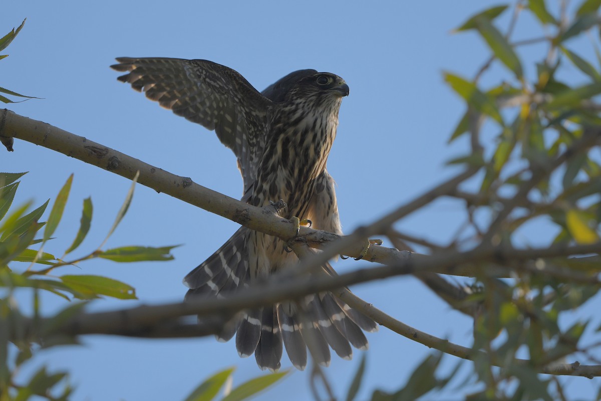 Merlin - ML644366550