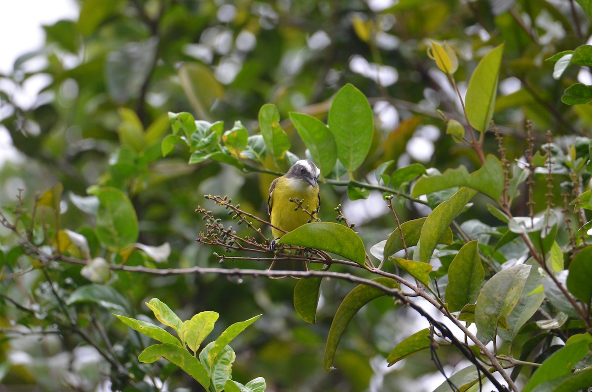 アカボウシヒタキモドキ - ML644366551