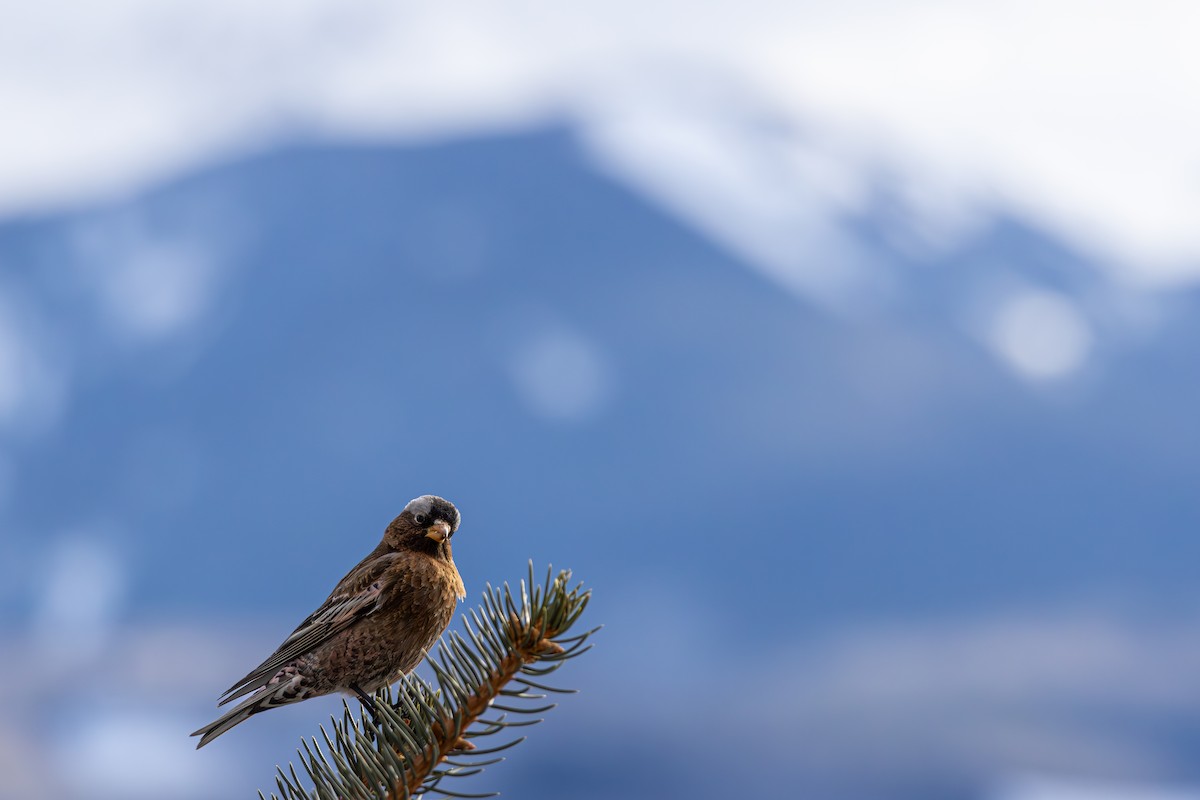 Gray-crowned Rosy-Finch - ML644366554