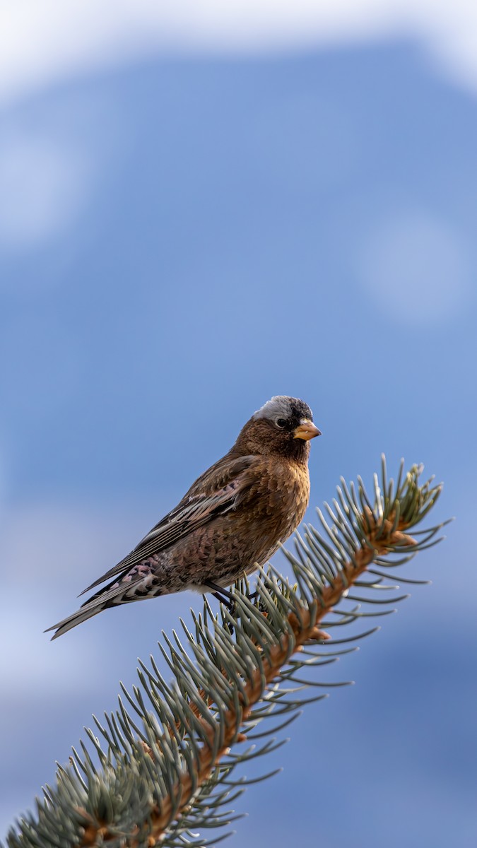 Gray-crowned Rosy-Finch - ML644366555