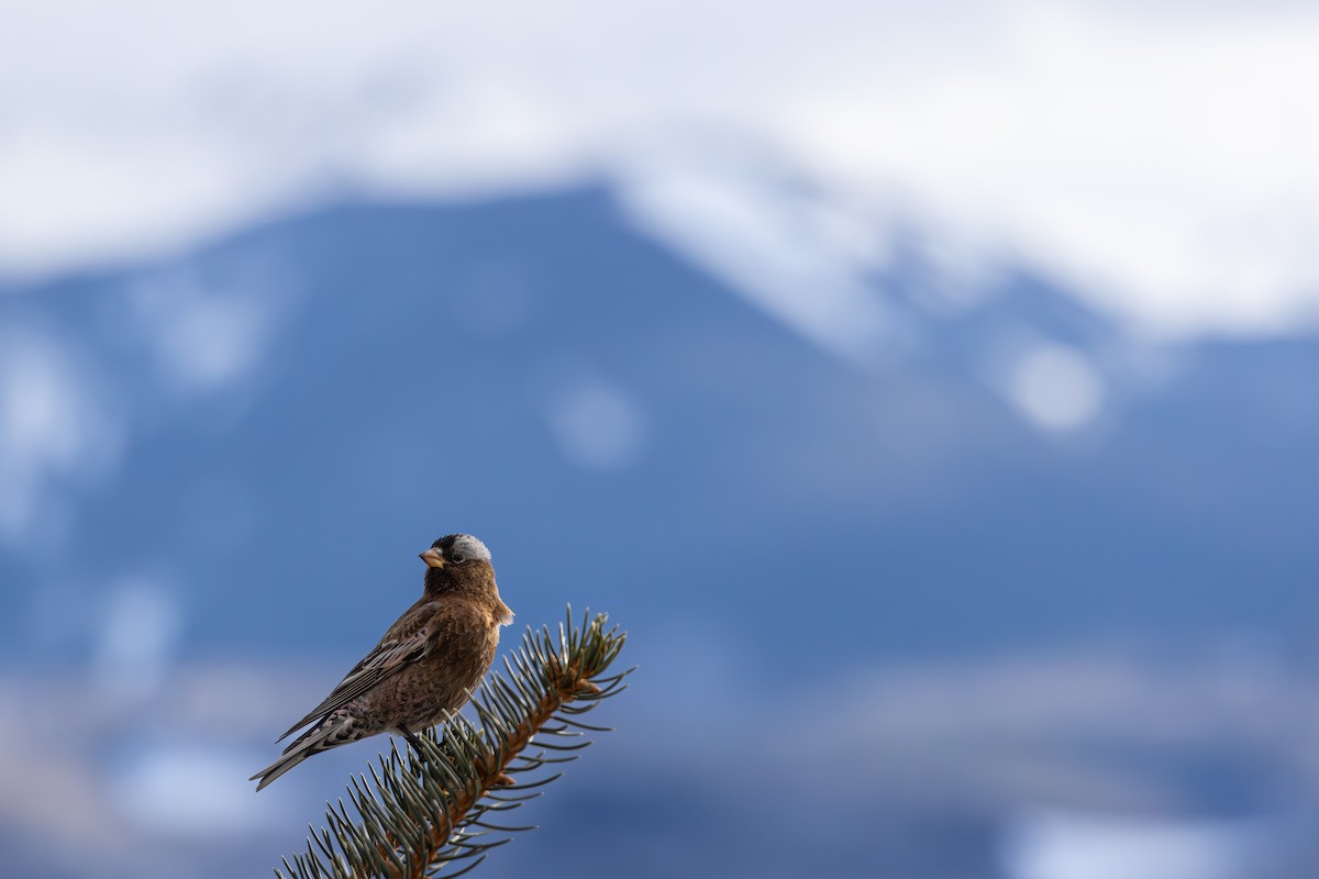 Gray-crowned Rosy-Finch - ML644366556