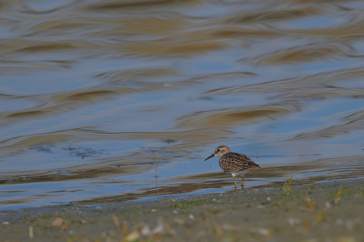 jespák drobný - ML644366566