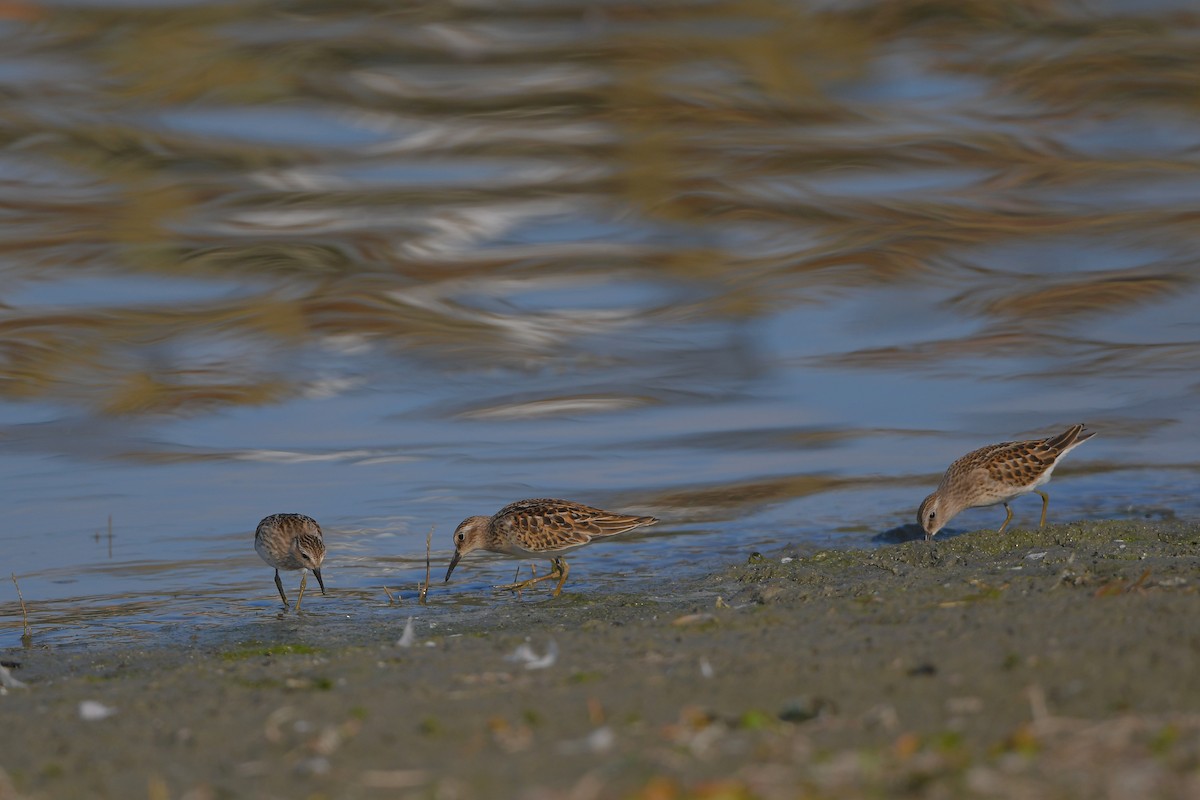 jespák drobný - ML644366567