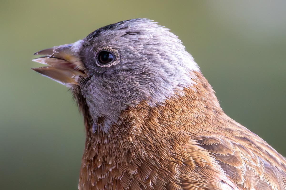 Gray-crowned Rosy-Finch - ML644366569