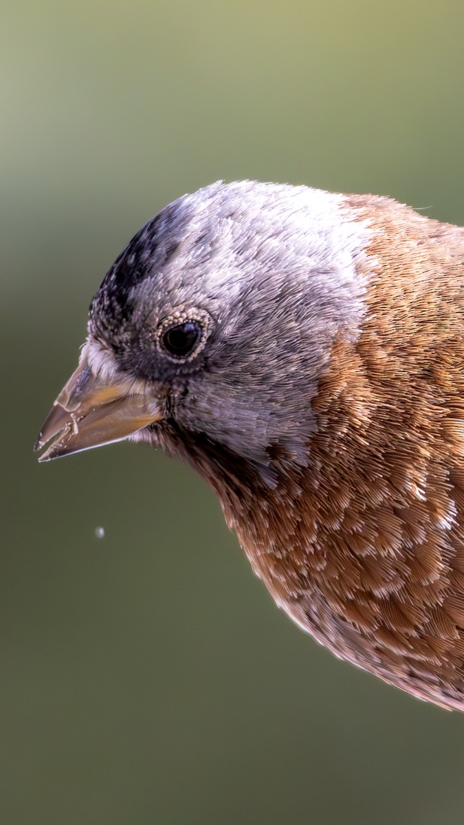 Gray-crowned Rosy-Finch - ML644366570