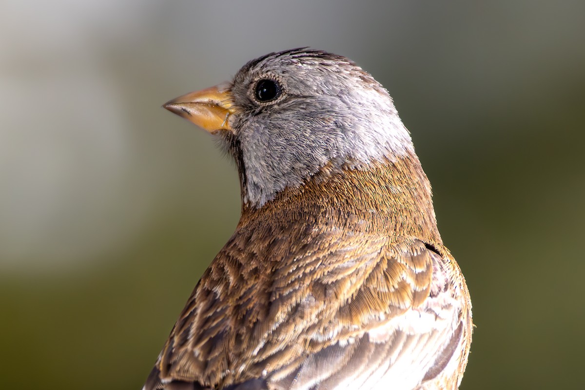 Gray-crowned Rosy-Finch - ML644366571