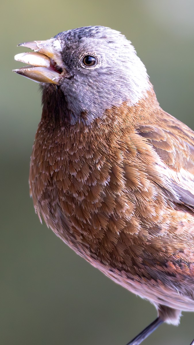 Gray-crowned Rosy-Finch - ML644366572