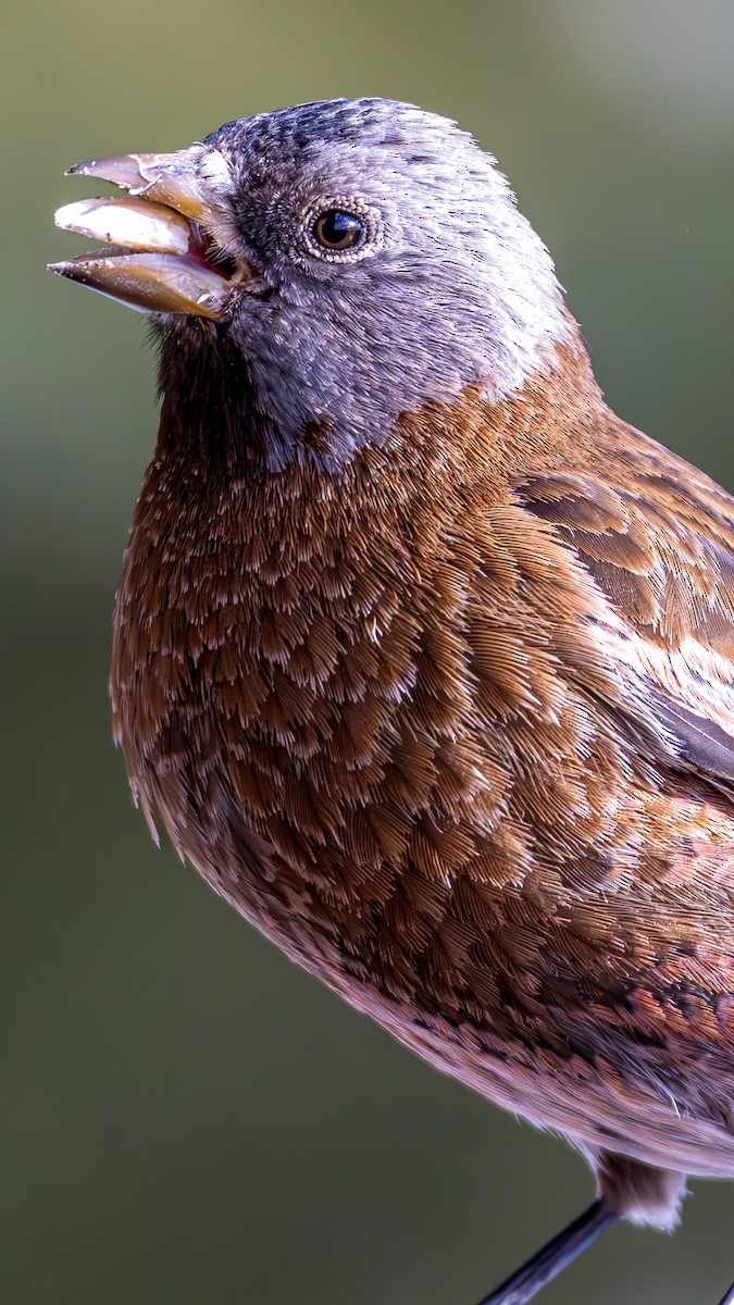 Gray-crowned Rosy-Finch - ML644366573