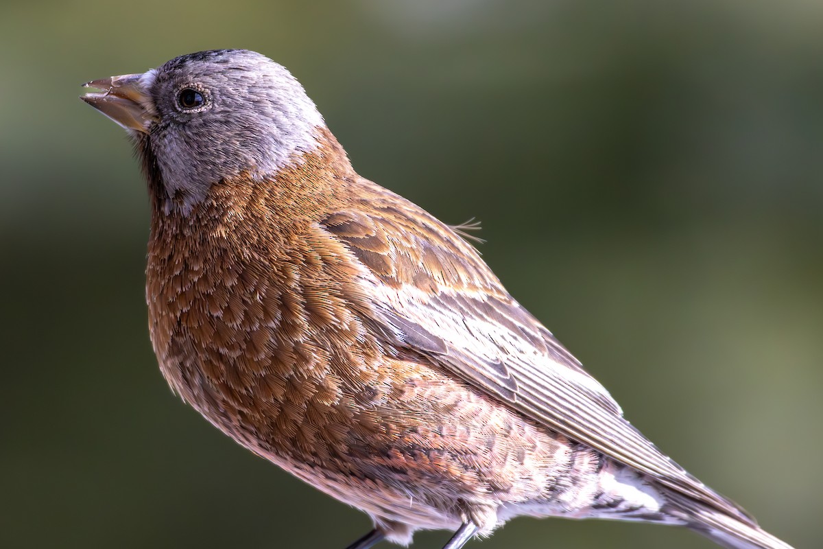 Gray-crowned Rosy-Finch - ML644366574