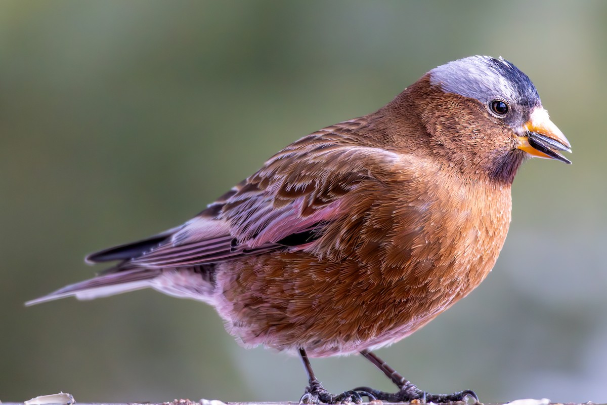 Gray-crowned Rosy-Finch - ML644366575