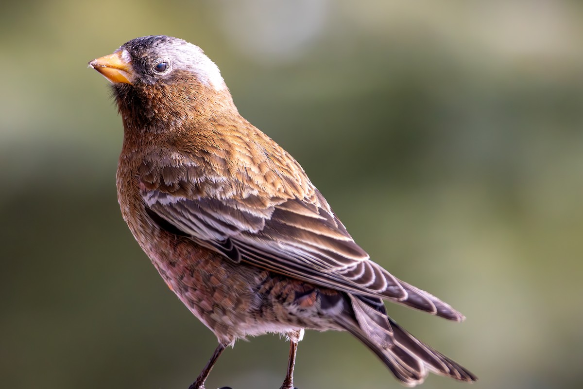 Gray-crowned Rosy-Finch - ML644366576