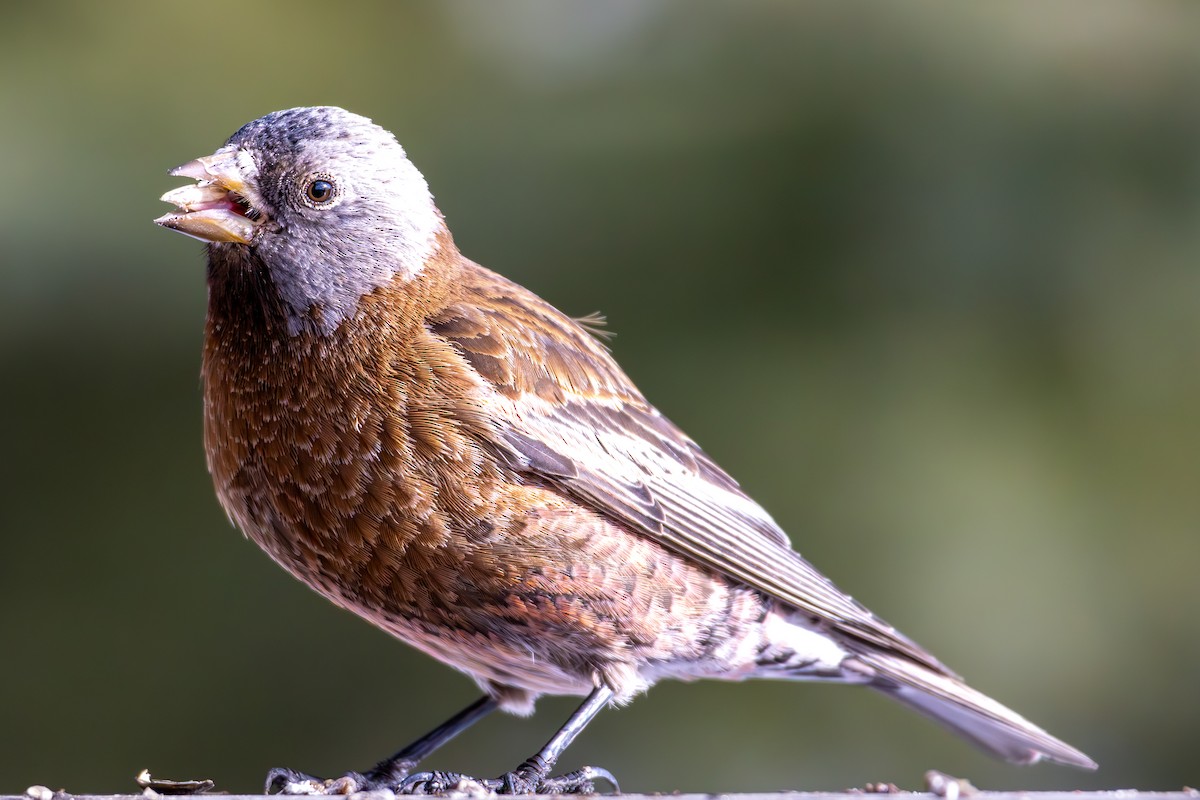 Gray-crowned Rosy-Finch - ML644366577