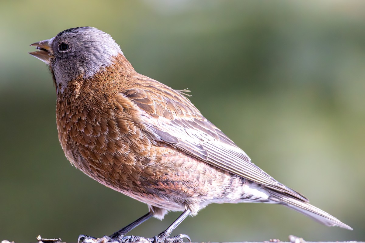 Gray-crowned Rosy-Finch - ML644366578