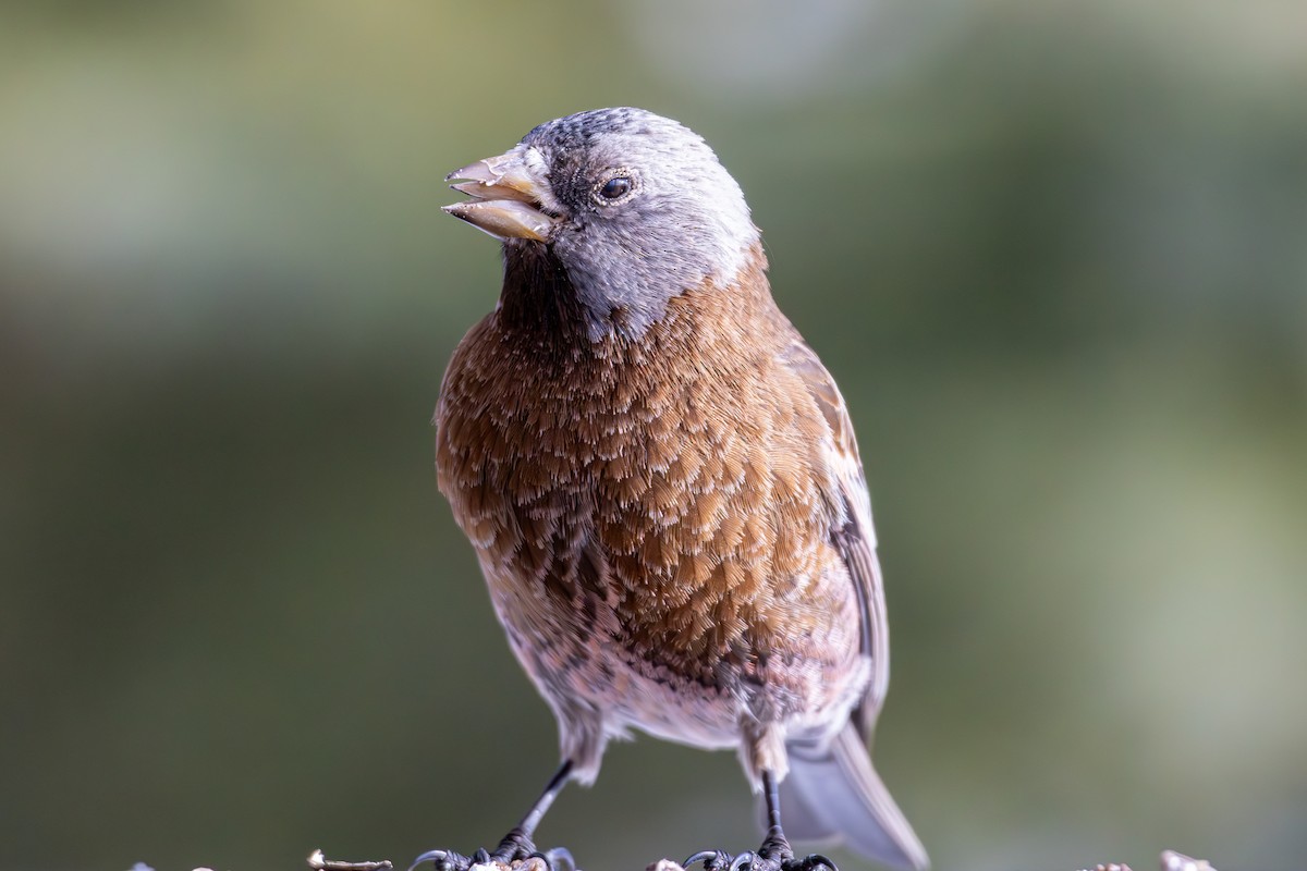 Gray-crowned Rosy-Finch - ML644366579