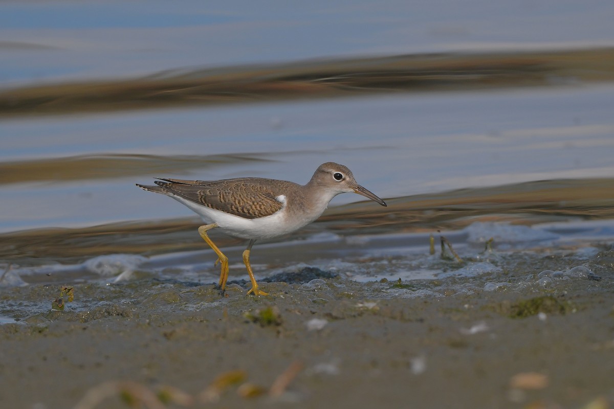 pisík americký - ML644366586