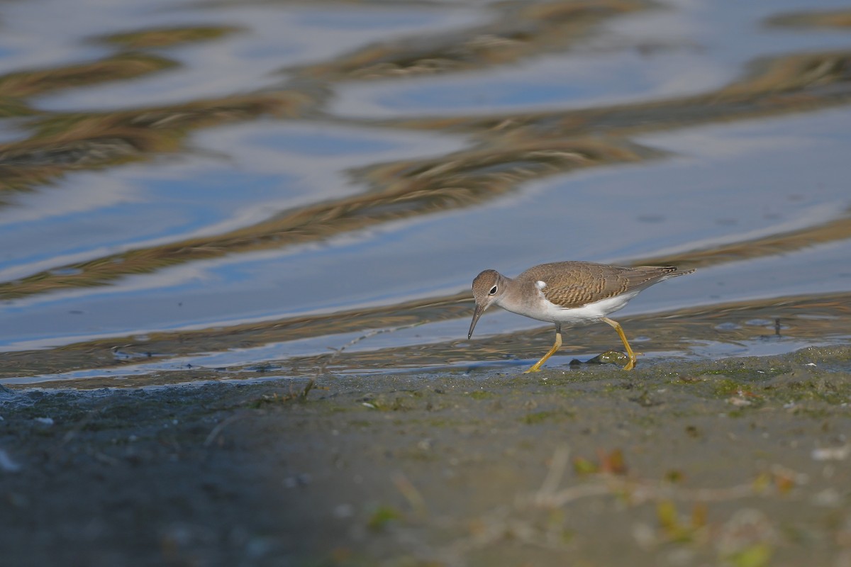 pisík americký - ML644366587