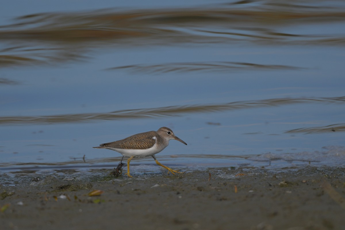 pisík americký - ML644366588