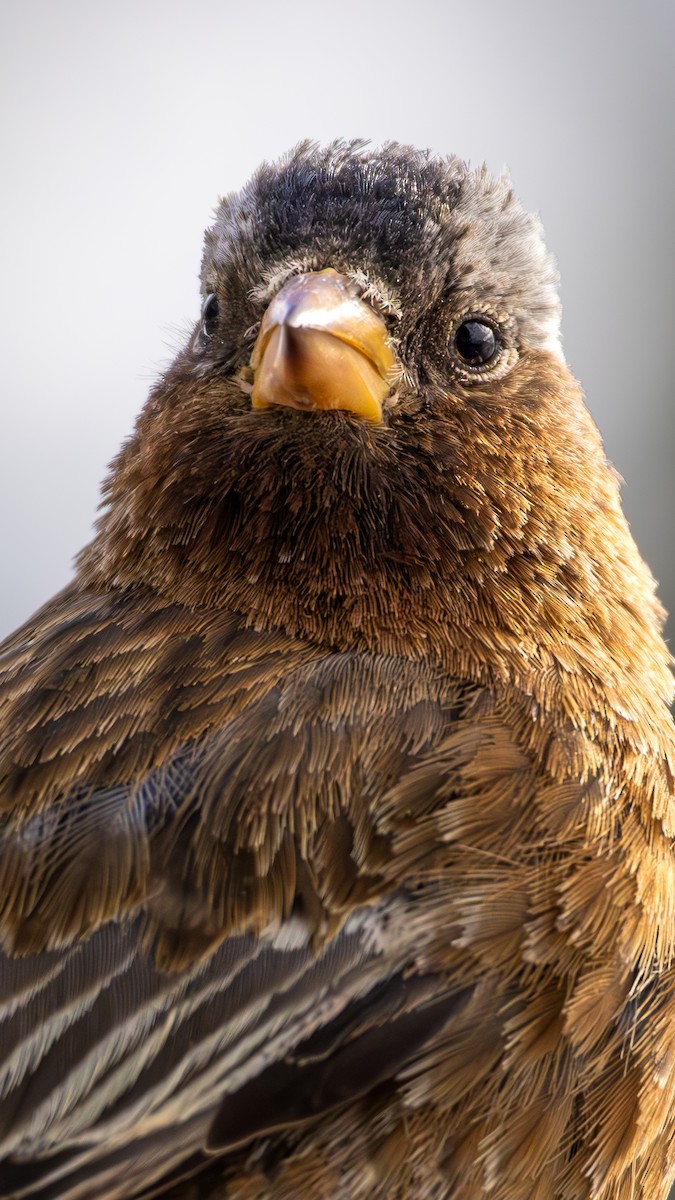 Gray-crowned Rosy-Finch - ML644366596