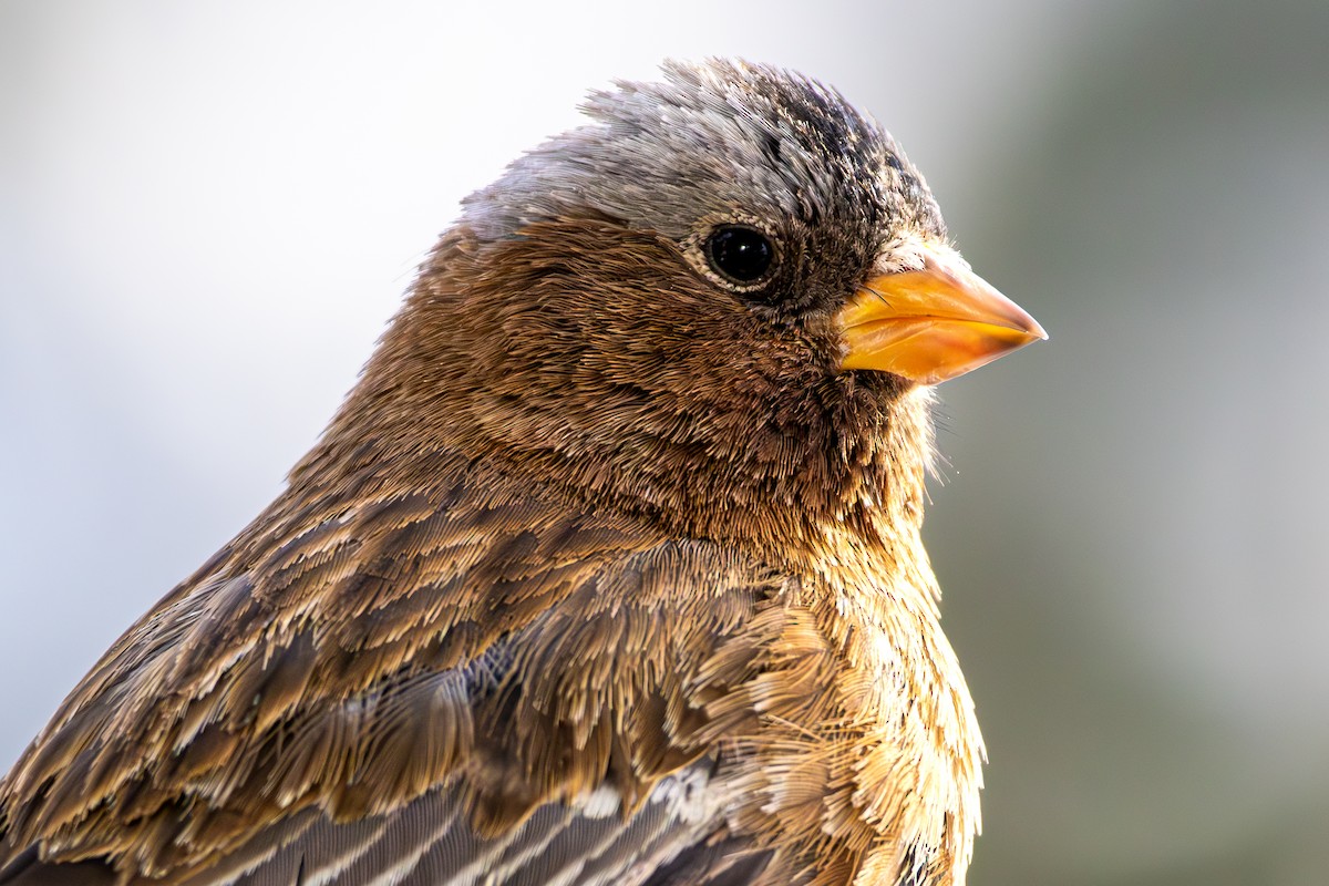 Gray-crowned Rosy-Finch - ML644366597