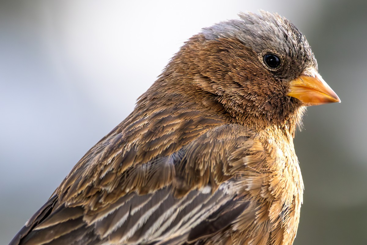 Gray-crowned Rosy-Finch - ML644366598