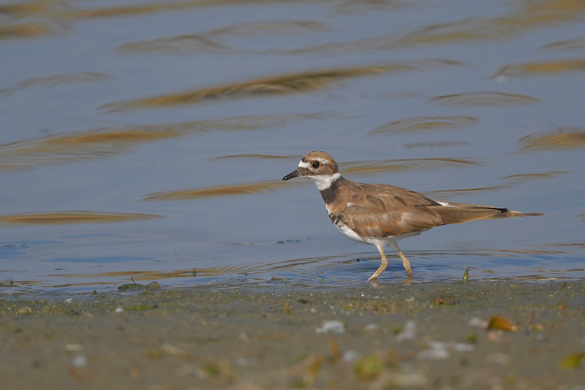 kulík rezavoocasý - ML644366602