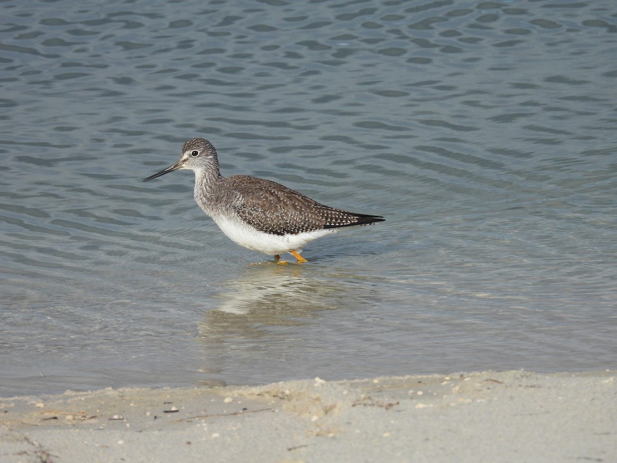 vodouš velký - ML644366603