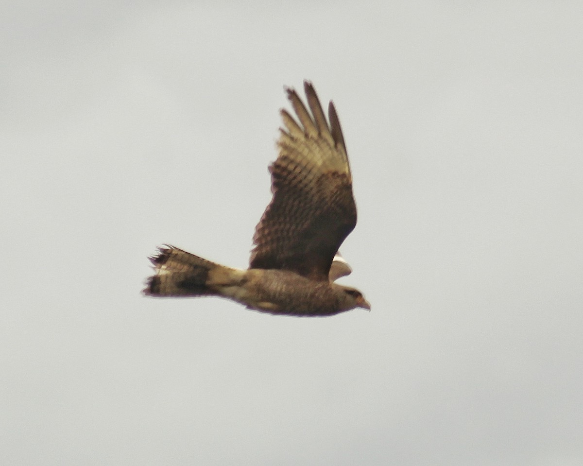 čimango argentinský - ML644366604