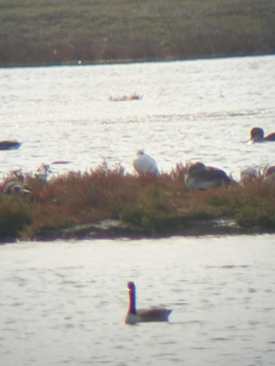 Eurasian Spoonbill - ML644366613