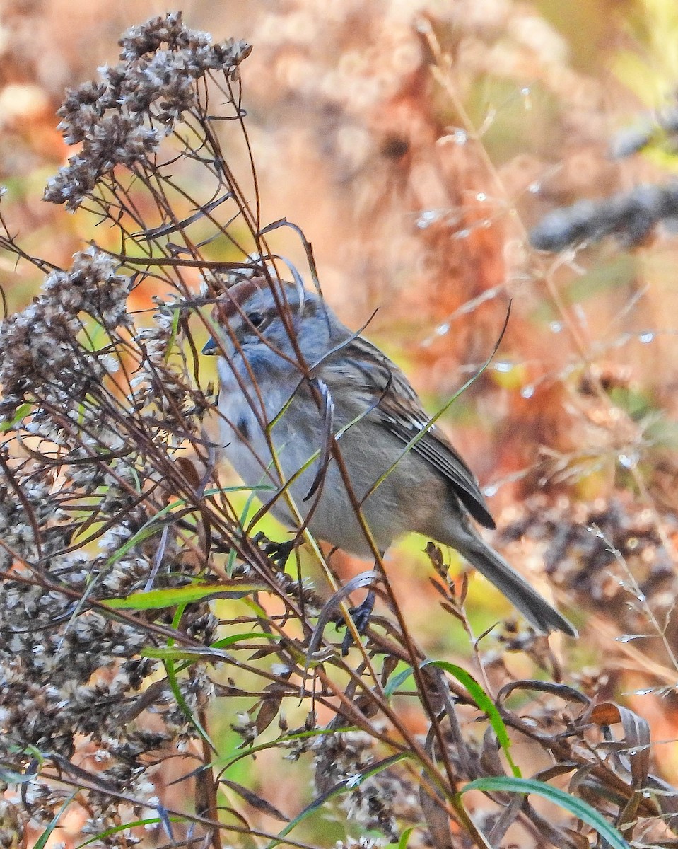 Пасовник північний - ML644366617