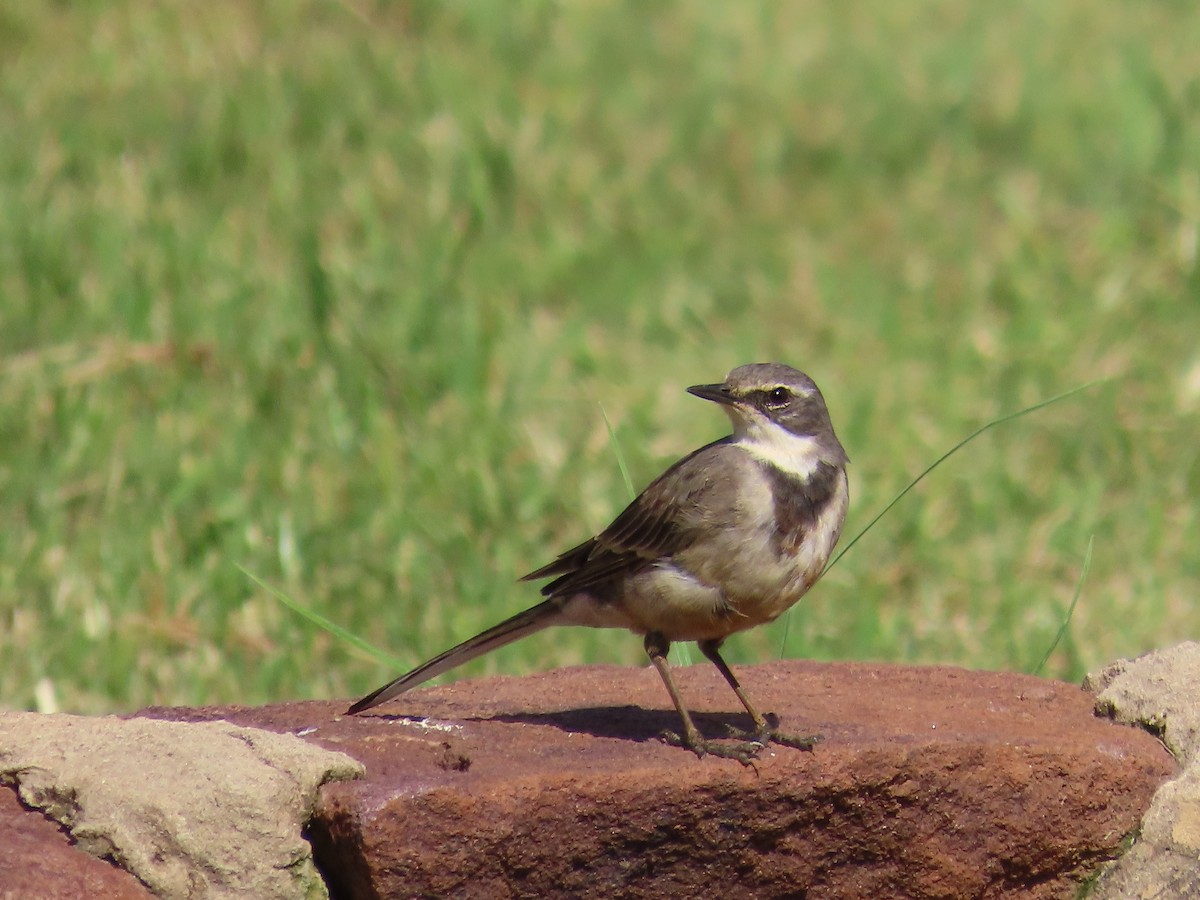 konipas jihoafrický - ML644366618