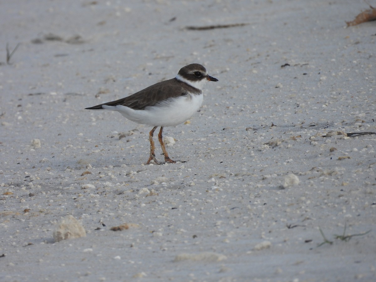 kulík kanadský - ML644366622