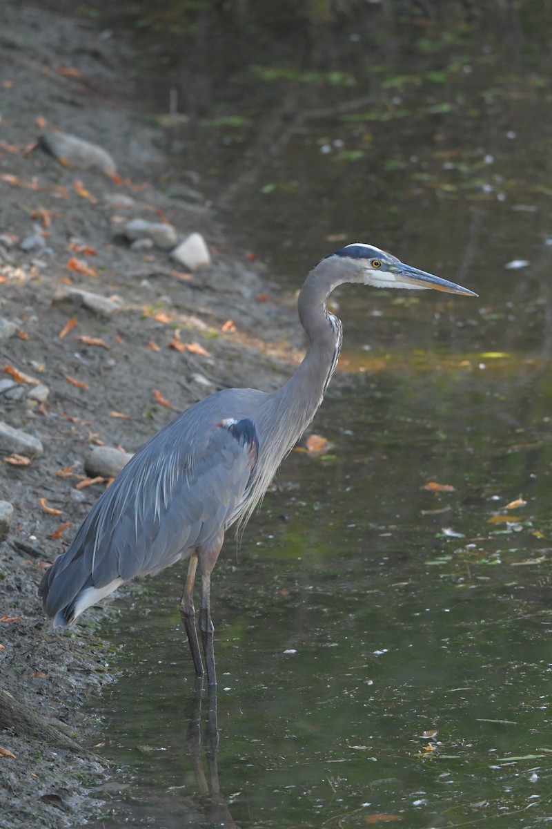 volavka velká - ML644366623