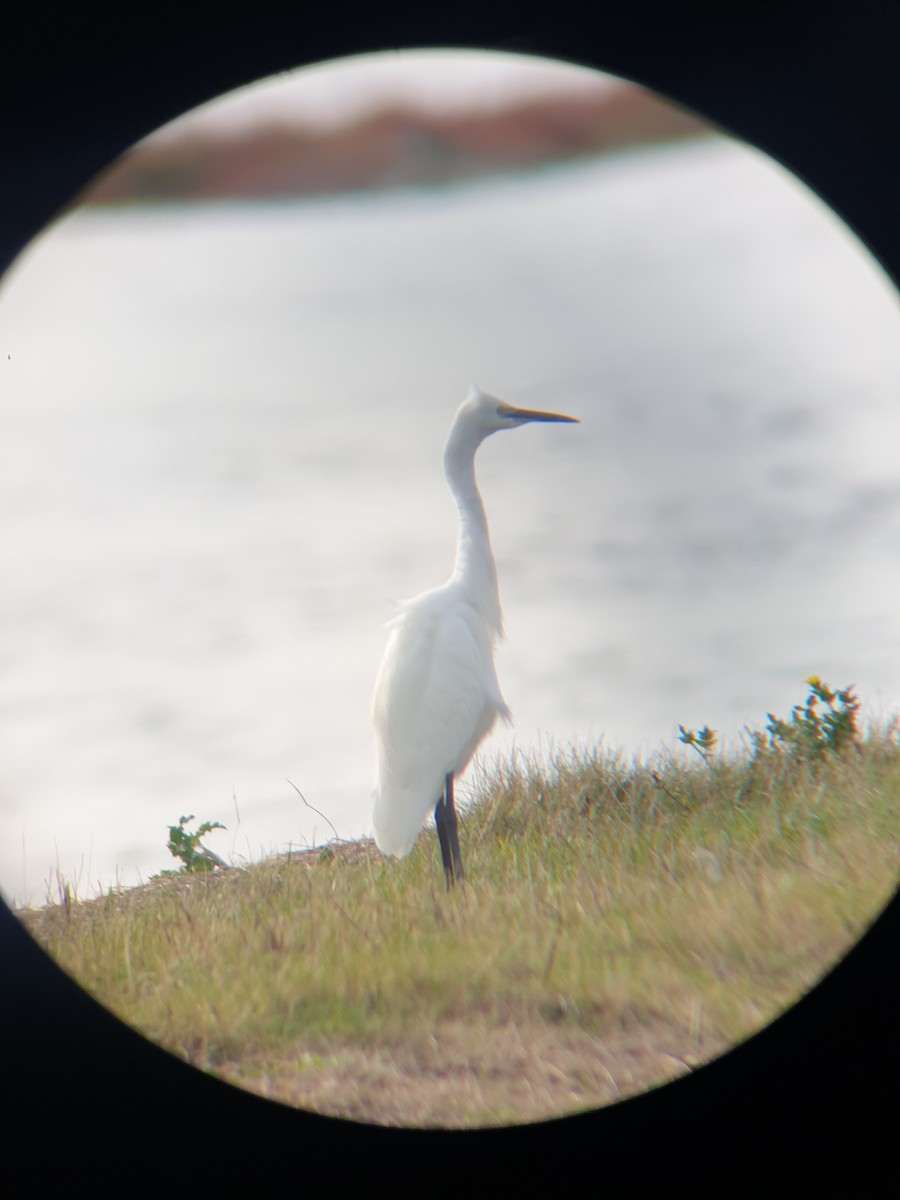 Little Egret - ML644366628