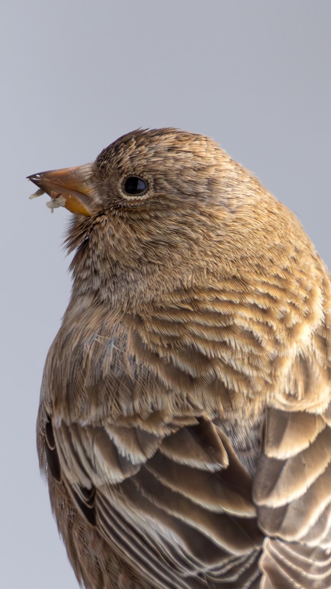Brown-capped Rosy-Finch - ML644366630