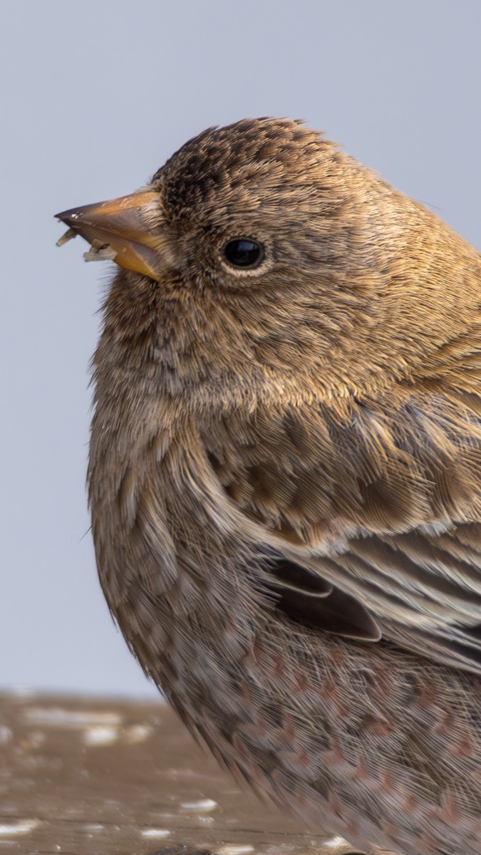 Brown-capped Rosy-Finch - ML644366631
