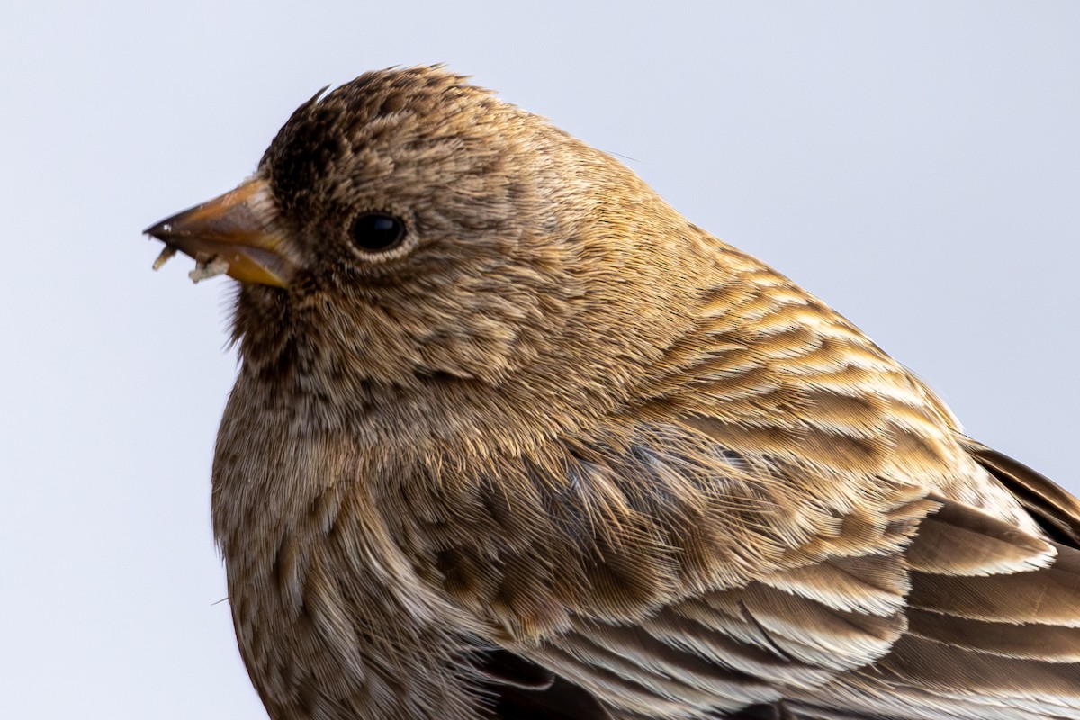 Brown-capped Rosy-Finch - ML644366632