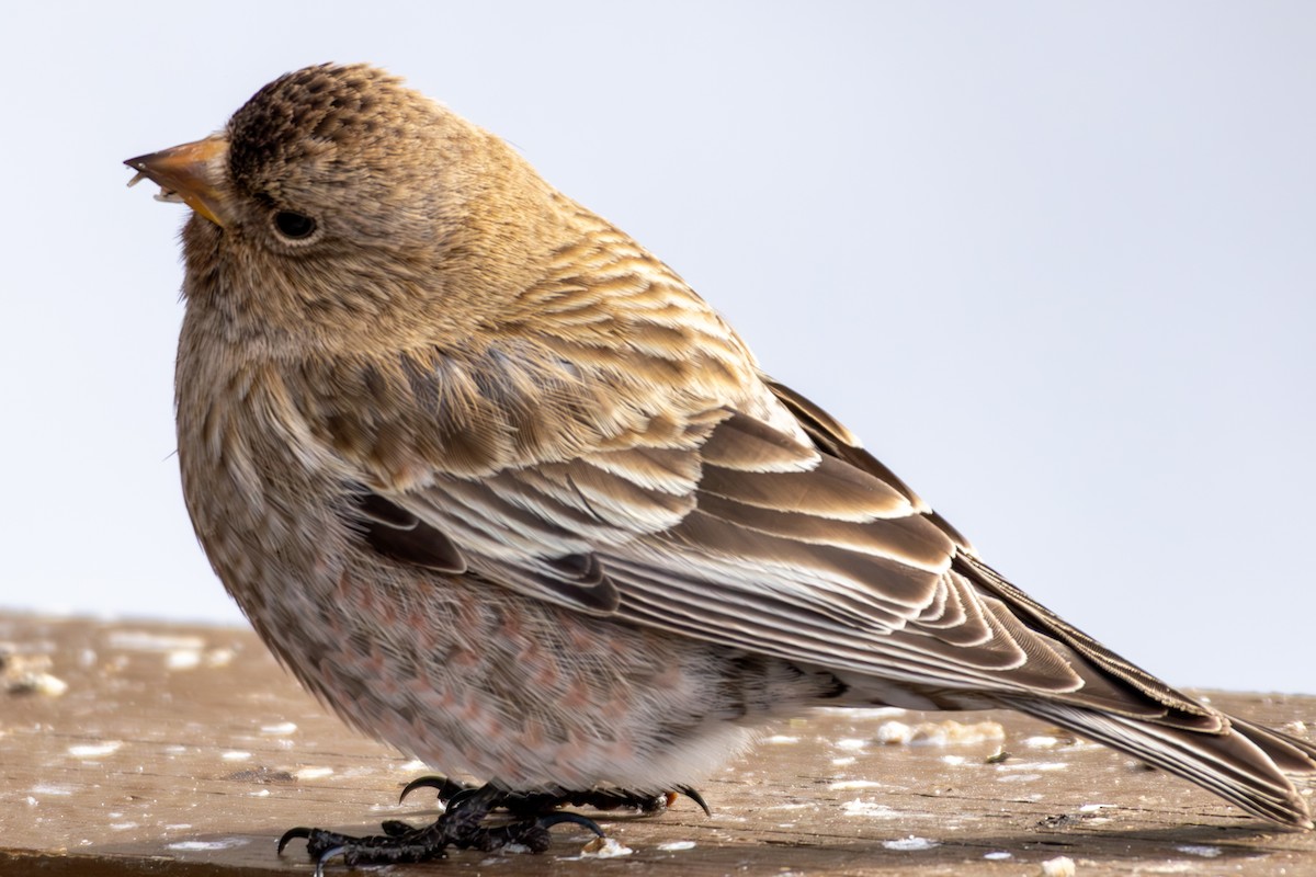 Brown-capped Rosy-Finch - ML644366633