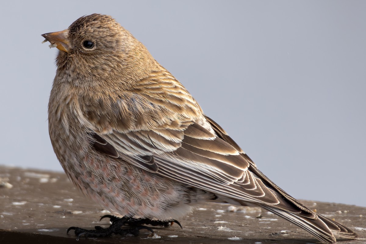 Brown-capped Rosy-Finch - ML644366634
