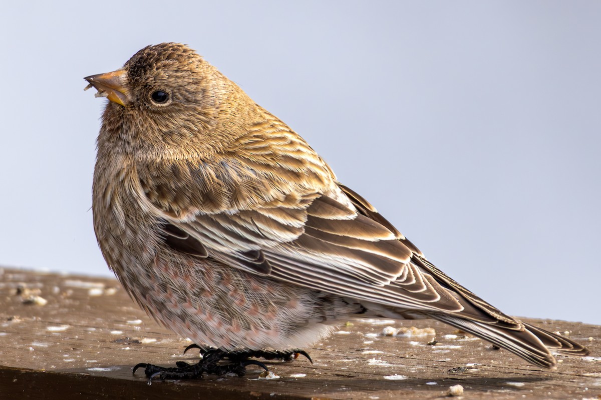Brown-capped Rosy-Finch - ML644366635