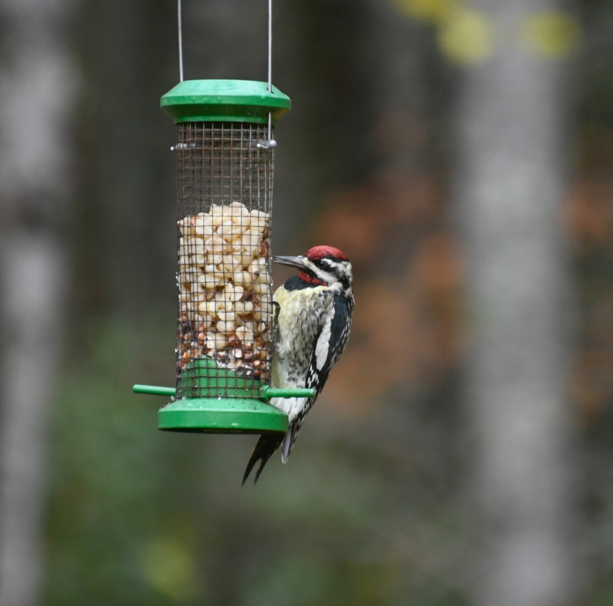 Yellow-bellied Sapsucker - ML644366636