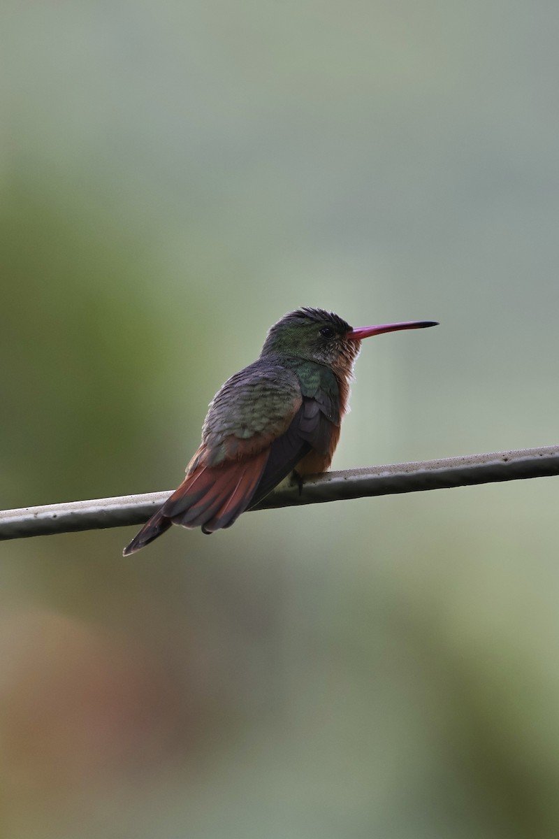 Cinnamon Hummingbird - ML644366637