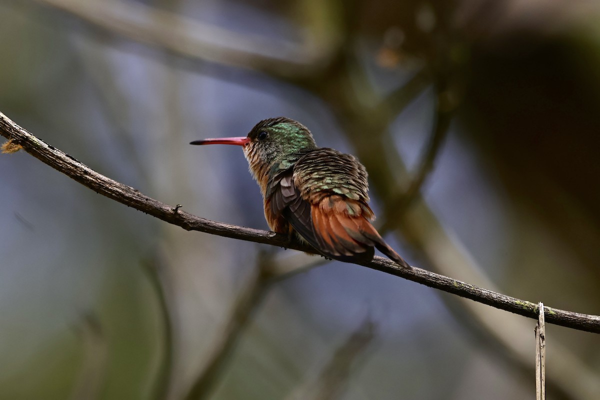 Cinnamon Hummingbird - ML644366638