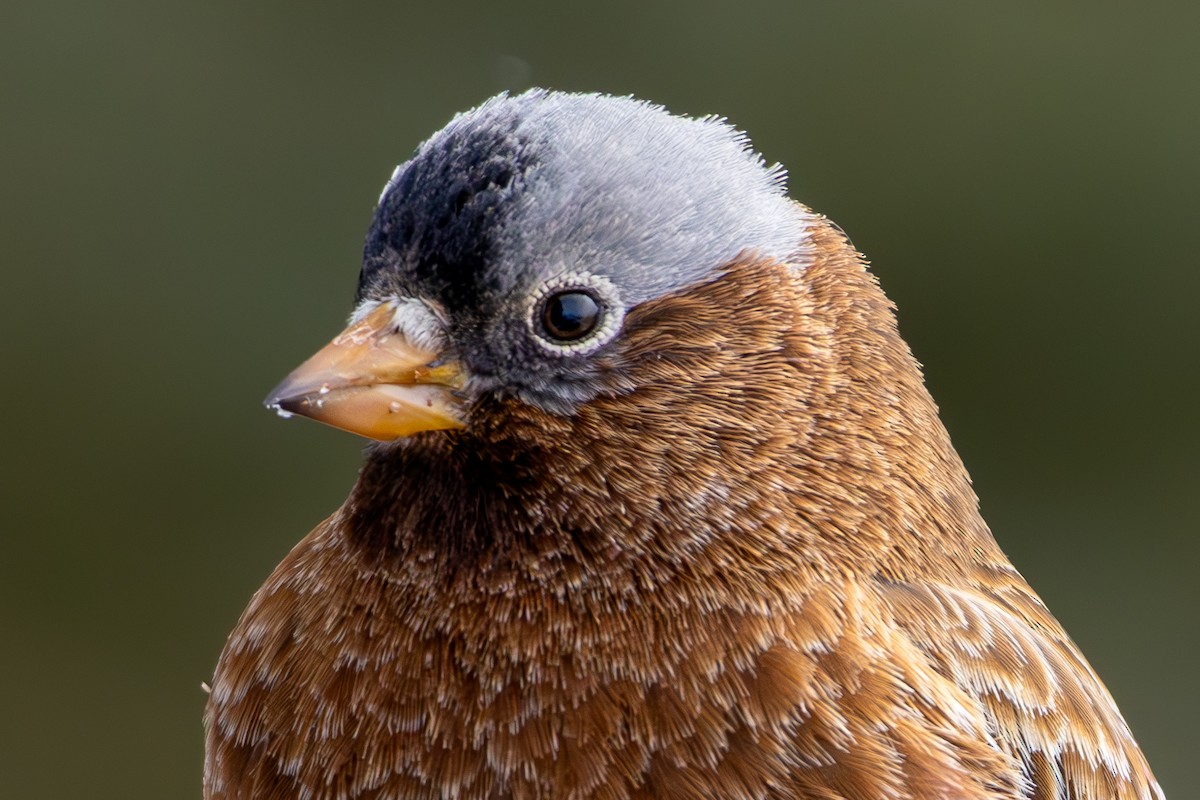 Gray-crowned Rosy-Finch - ML644366639