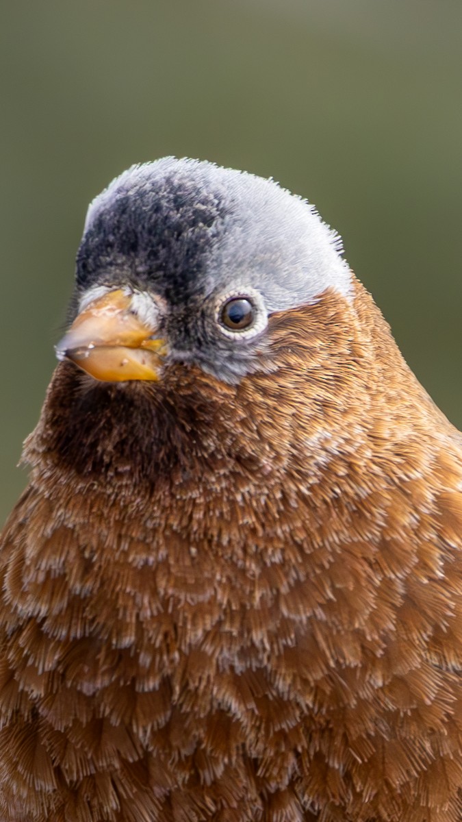 Gray-crowned Rosy-Finch - ML644366640